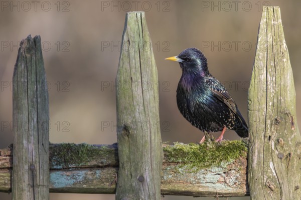 Common Starling (Sturnus vulgaris) perched on a wooden fence, Poland