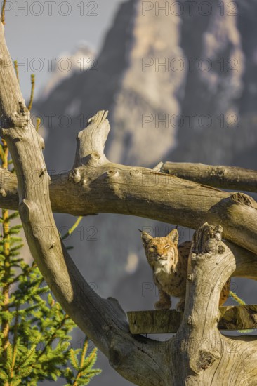 One Eurasian lynx, (Lynx lynx), sits high up on a dead tree. Frontal view with mountains in the background