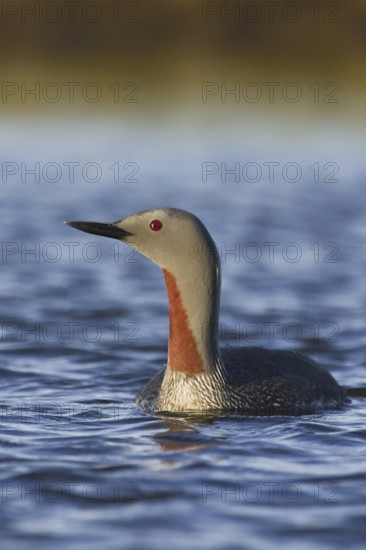 Red-throated Loon (Gavia stellata), Iceland