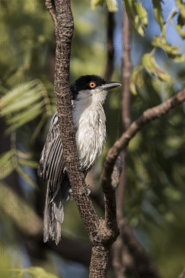 Northern Puffback (Dryoscopus gambensis) male perched on a branch, Gambia