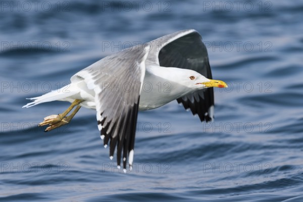 Baraba Gull (Larus fuscus barabensis) flying, Eilat, Israel