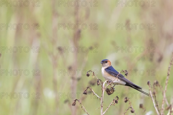 Rufous Swallow, (Cecropis rufula), Animals, Bird, Birds, Swallow, Swallow family, Lesbos, Greece