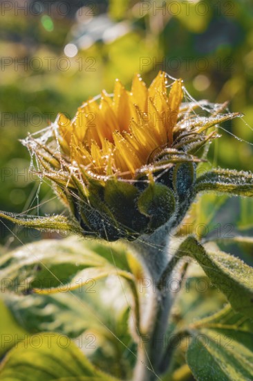 Macro photograph of a sunflower with morning dew and cobwebs in the sunlight, Gechingen, Black Forest, Germany