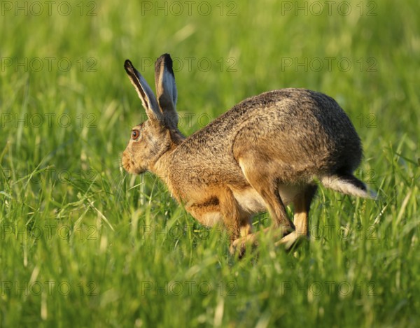European hare (Lepus europaeus) running across a green meadow, wildlife, Lower Saxony, Germany