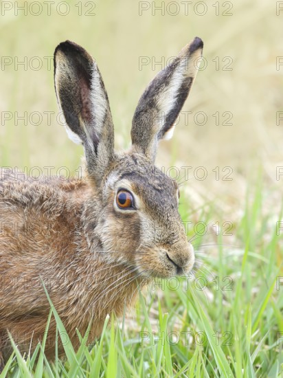 European hare (Lepus europaeus), head portrait, wildlife, animals, mammal, Ochsenmoor, Naturpark Dümmer See, Hüde Lower Saxony, Germany