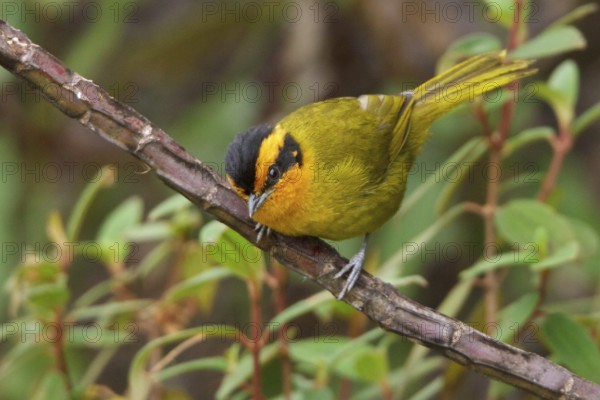 Orange-browed Hemispingus (Hemispingus calophrys) perched on a branch in Bolivia, South America