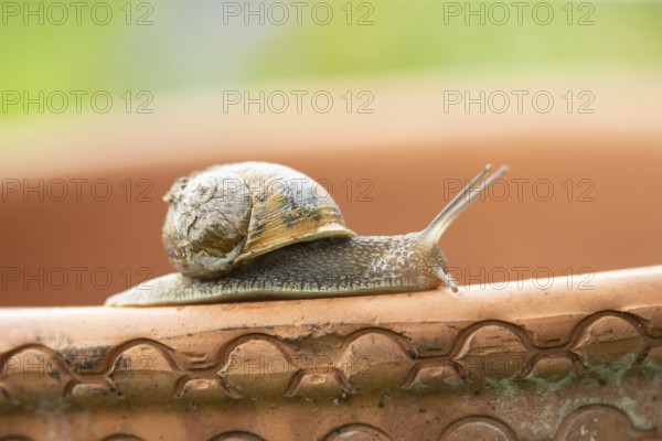 Garden snail (Cornu aspersum) adult gastropod molluscs on a garden plant pot in summer, England, United Kingdom