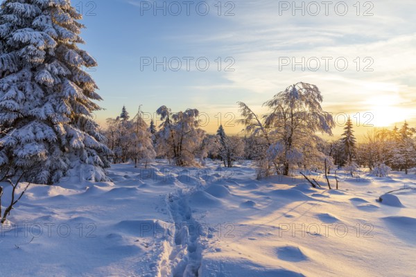 Winter landscape with snow-covered trees and branches covered with hoarfrost on the Erzgebirgskridge at sunset, Zinnwald-Georgenfeld, Altenberg, Osterzgebirge, Saxony, Germany