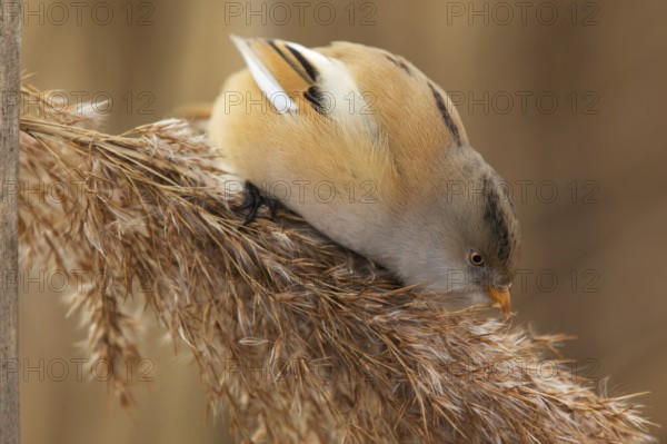 Bearded Reedling (Panurus biarmicus) female foraging, Saxony, Germany