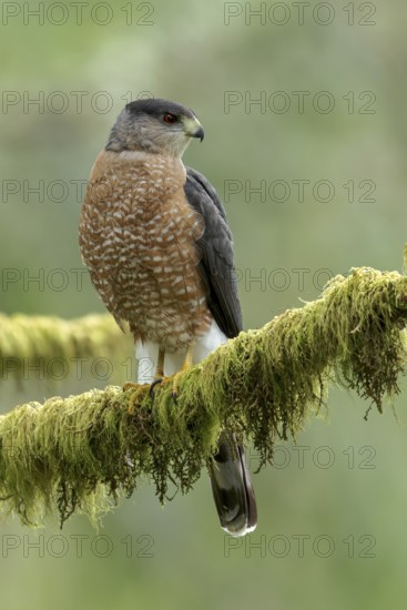 Coopers Hawk (Accipiter cooperii) perched on a branch in Victoria, BC, Canada
