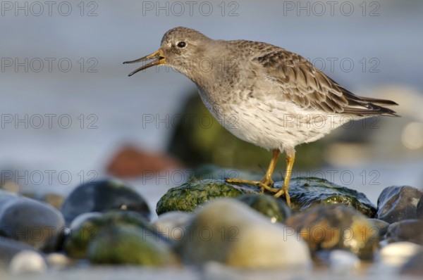Purple Sandpiper (Calidris maritima), Schleswig-Holstein, Germany