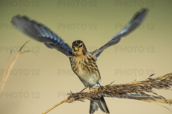 Twite (Linaria flavirostris), Schleswig-Holstein, Germany