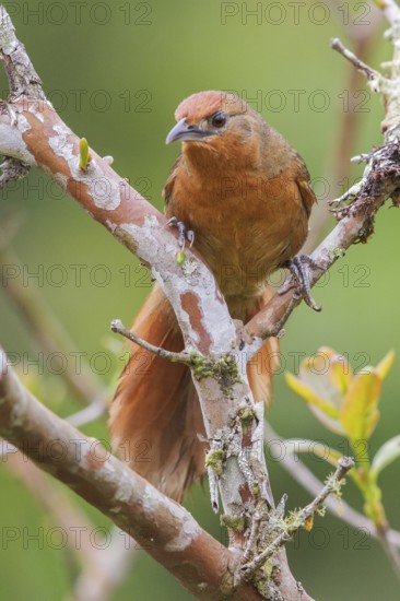 Orange-eyed Thornbird (Phacellodomus erythrophthalmus) perched on a branch in the Atlantic rainforest of southeast Brazil