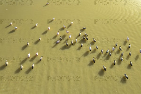 Aerial view of a flock of flamingos gracefully standing in the serene waters of Laguna Grande, Catamarca, Argentina, casting long shadows in the warm sunlight
