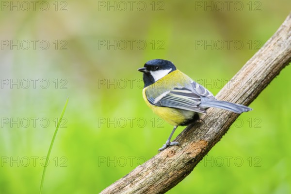 Great tit (Parus major) sitting on stem of a reed at a swamp, Bavaria, Germany