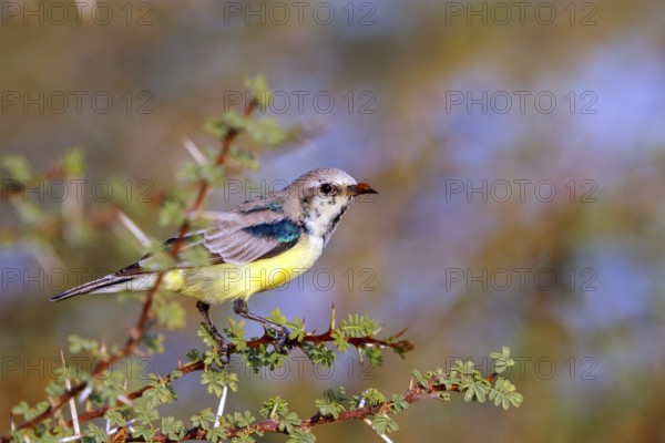 Honeybird, (Anthodiaeta metallica), perching bird, honey sucker, family of passerines, animals, birds, Mudday, Salalah, Dhofar, Oman
