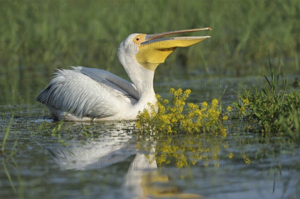 Rosapelikan (Pelecanus onocrotalus) Eastern White Pelican
