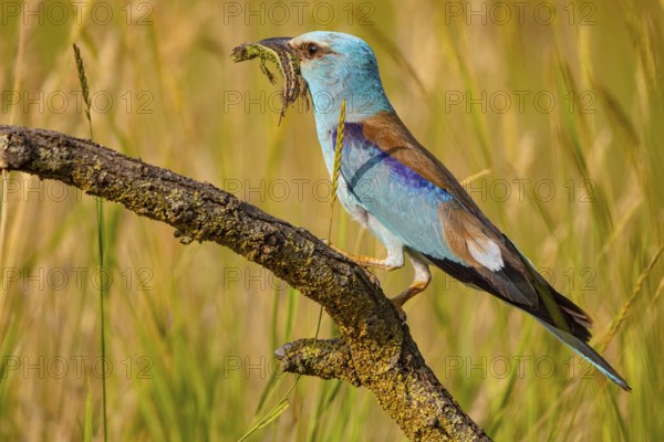 Fork horse, scooter (Coracius garrulus) Hungary, prey, lizard, sideways, Hungary