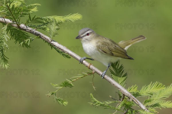 Red-eyed Vireo (Vireo olivaceus) perched on a twig, Texas, USA