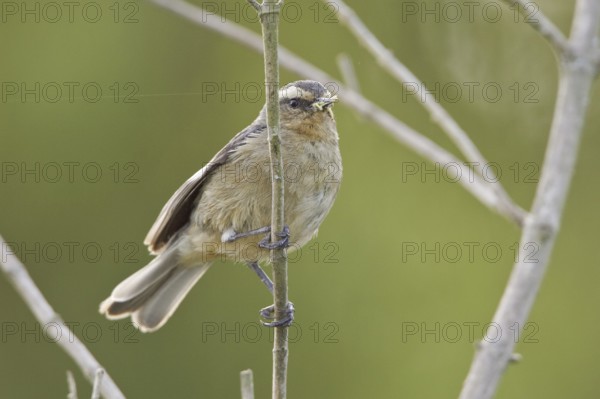Cinereous Conebill (Conirostrum cinereum), Ecuador