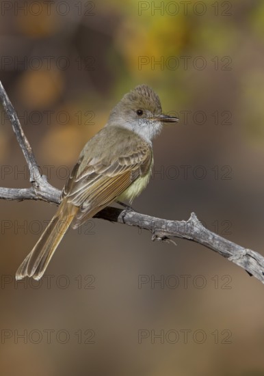 Dusky-capped Flycatcher (Myiarchus tuberculifer), Arizona, USA