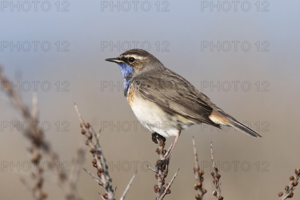 Bluethroat (Luscinia svecica cyanecula) male, Texel, Netherlands