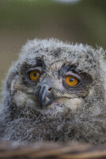 Portrait of an juvenile Eurasian Eagle Owl, Bubo bubo. Green vegetation in the background