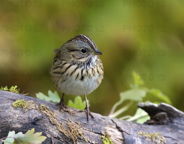 Lincoln's Sparrow, Melospiza lincolni, perched on a mossy log, in Saskatchewan, Canada