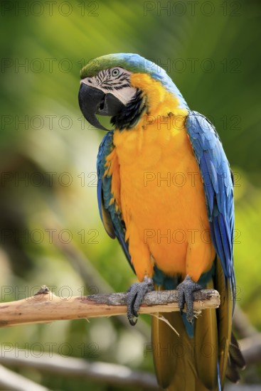 Yellow-breasted Macaw (Ara ararauna), adult, on wait, South America