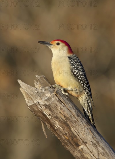 Red-bellied Woodpecker (Melanerpes carolinus), Ohio, USA