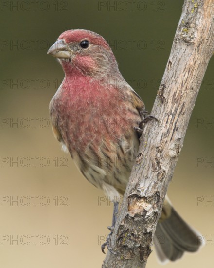 Male House Finch (Haemoneous mexicanus) perched on a branch
