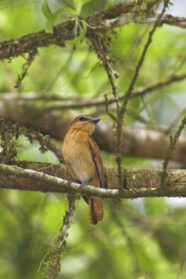 Cinnamon Becard (Pachyramphus cinnamomeus), Costa Rica