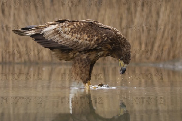 White-tailed Eagle (Haliaeetus albicilla) young bird on an ice rink, Pusztaszer, Hungary