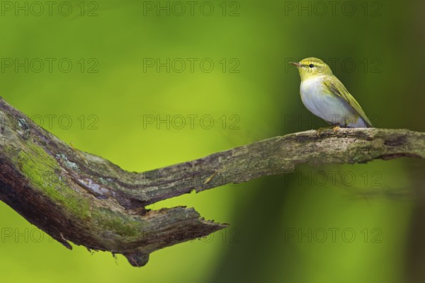 Wood warbler, (Phylloscopus sibilatrix), animals, birds, songbirds, perch, biotope, habitat, foraging, deciduous warbler family, Neustadt an der Weinstrass district, Rhineland-Palatinate, Germany