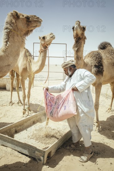 Camel breeder feeding his dromedaries (Camelus dromedarius) on his farm near Shisr, Dhofar, Oman