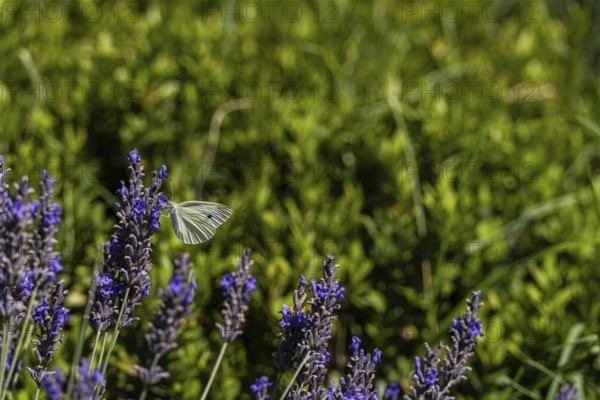 A serene meadow with vibrant lavender adorned by a delicate butterfly. The lush green background highlights the vivid purple of the blossoms and the graceful insect