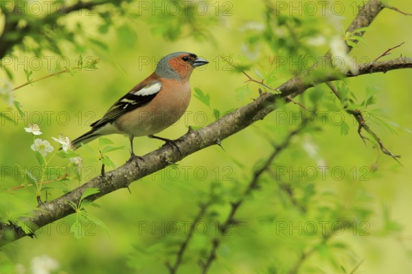 Common Chaffinch (Fringilla coelebs) male, Andalusia, Spain