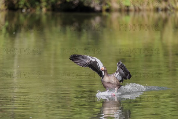 An adult greylag goose (Anser anser) lands on a lake on a sunny day. Bavaria, Germany