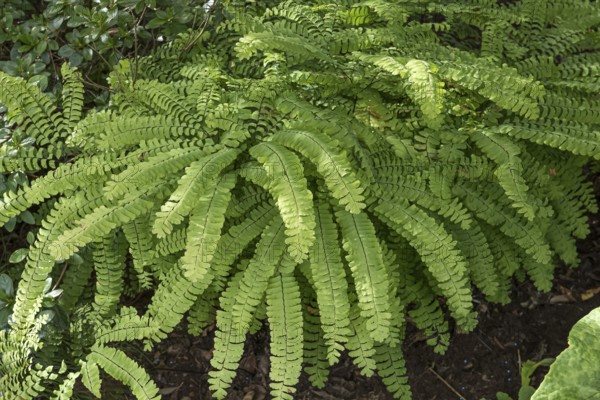 Peacock wheel fern (Adiantum pedatum), Merkel family, Germany