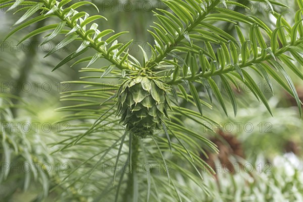 Chinese Norway spruce (Cunninghamia lanceolata), shoot, Weltwald Freising, Germany