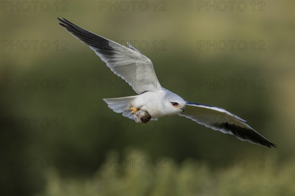 Slider (Elanus caeruleus), in flight with a vole, Extremadura, Spain