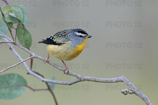 Spotted Pardalote (Pardalotus punctatus) male, Victoria, Australia
