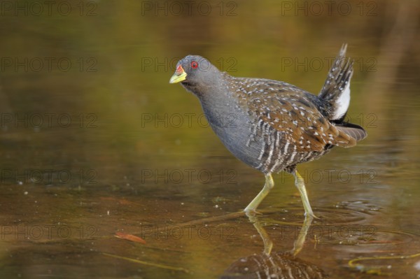 Australian Crake (Porzana fluminea), Western Australia, Australia