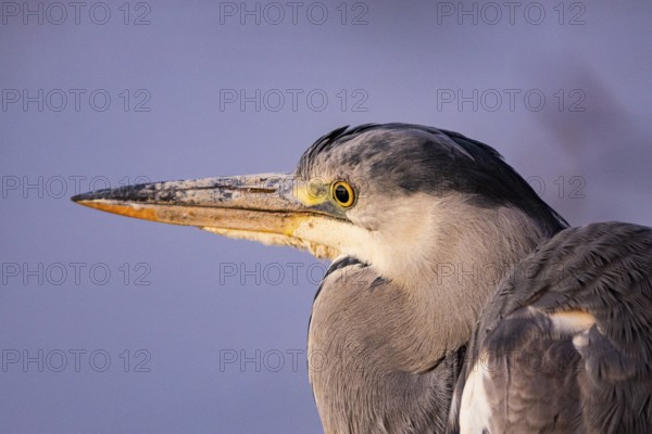 Grey heron (Ardea cinerea) Germany