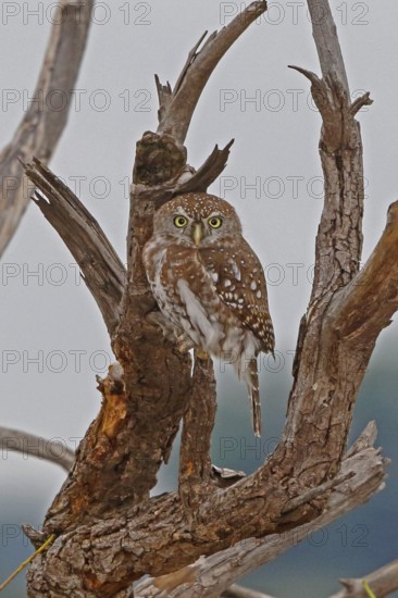 Pearl-spotted Owlet (Glaucidium perlatum), Chobe, Botswana