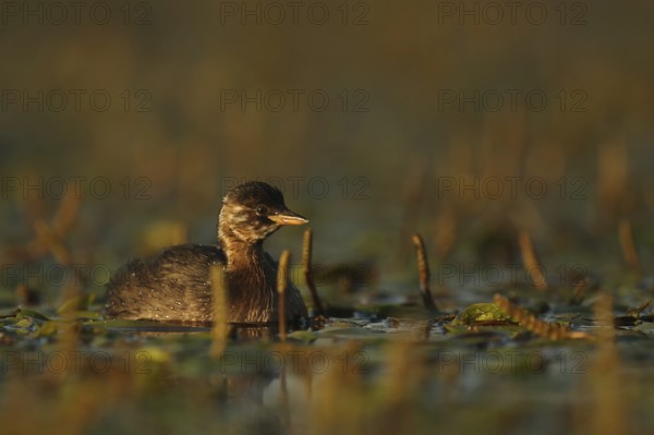 Little Grebe (Tachybaptus ruficollis), Piedmont, Italy