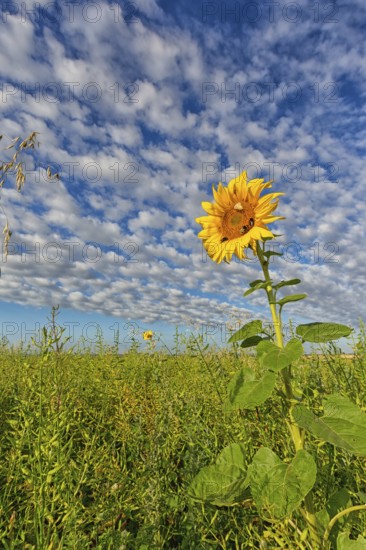 Common sunflower, (Helianthus annuus), flower, plant, blue sky, blossom, flowering, aster family, Plateau Oberflörsheim, district Alzey, Rhineland-Palatinate, Federal Republic of Germany