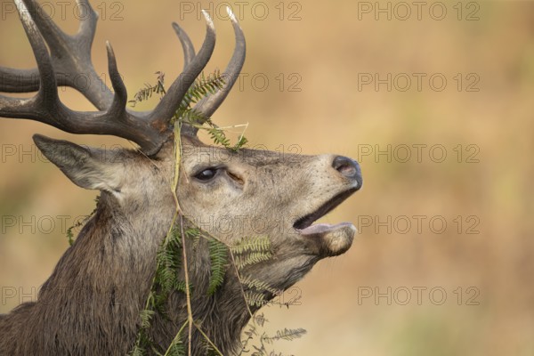 Red deer (Cervus elaphus) adult male stag animal roaring in the rutting season in autumn, England, United Kingdom