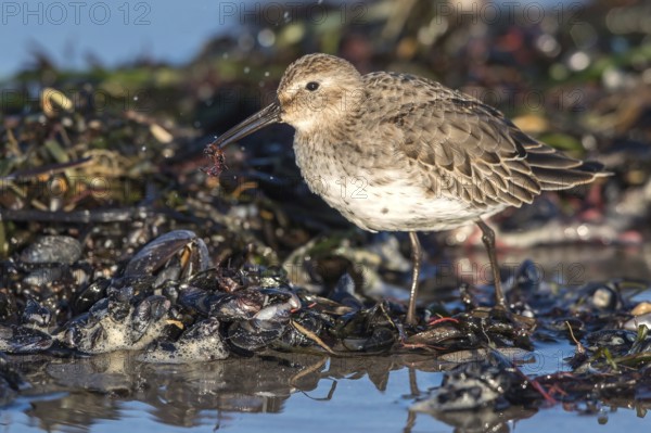 Dunlin (Calidris alpina) foraging on shoreline, Mecklenburg-Western Pomerania, Germany