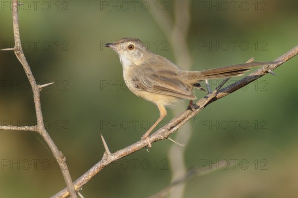 Tawny-flanked Prinia (Prinia subflava), India